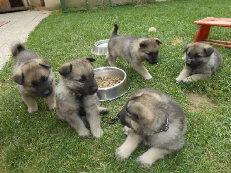 Norwegian Elkhound beautiful puppies with pedigree