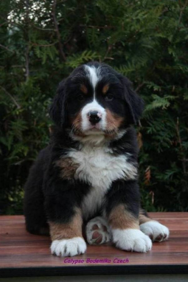 Bouvier bernois chiots