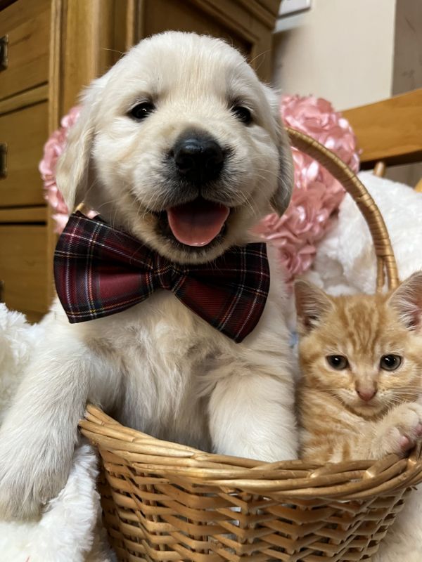 Golden Retriever puppies