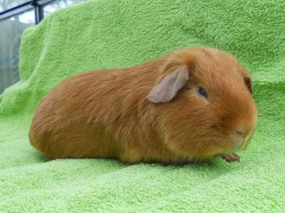 Satin Golden Guinea pig