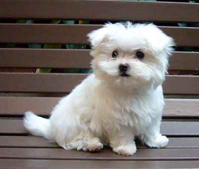 Tea Cup Maltese Puppies for sale