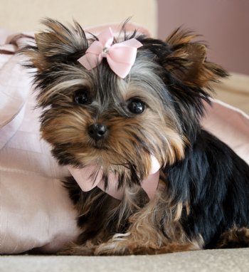 ADORABLE TEACUP YORKIE PUPPIES FOR YOUR HOME THIS COMING XMAS