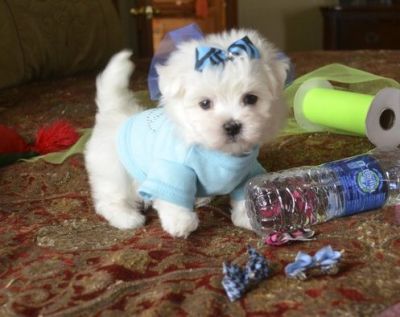 Teacup maltese puppies for sale