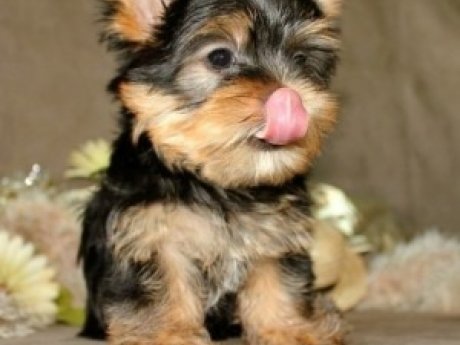 Cute Yorkshire Terrier puppies