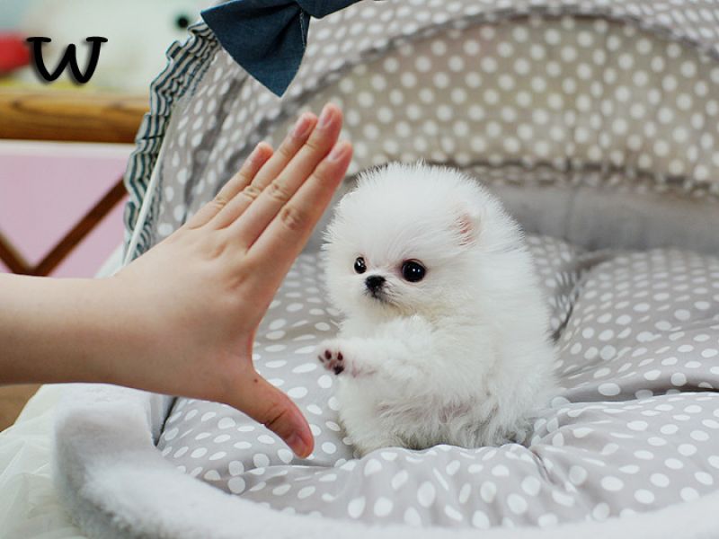 Pomeranian Puppies For Adoption