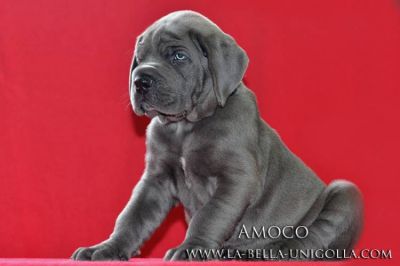 Great Dane Puppies in blue