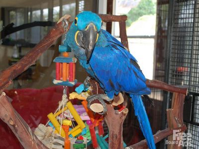Hyacinth Macaws Pairs