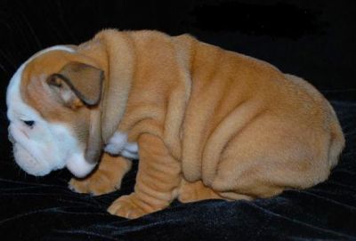 TWO ENGLISH  BULLDOG  PUPPIES FOR ADOPTION