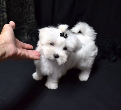 TLovely eacup Maltese puppies for sale