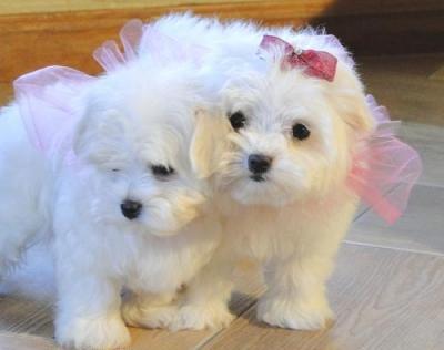 champion teacup maltese for sale