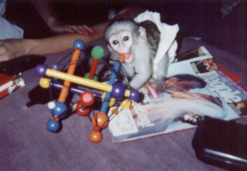 Affectionate Capuchin Monkey Babies For Sale