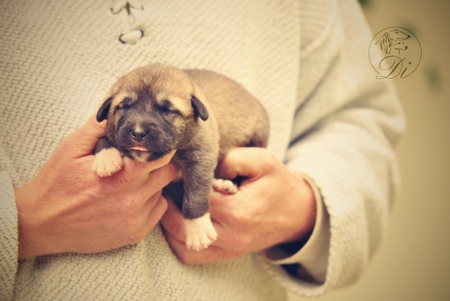 Anatolian Shepherd Dog - Kangal