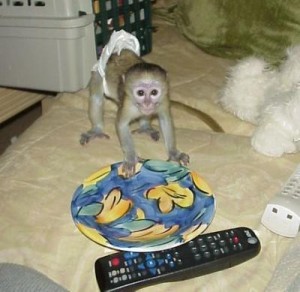 AFFECTIONATE BABY CAPUCHIN MONKEY AVAILABLE NOW!!!!!!
