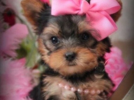 Beautiful Yorkshire Terriers