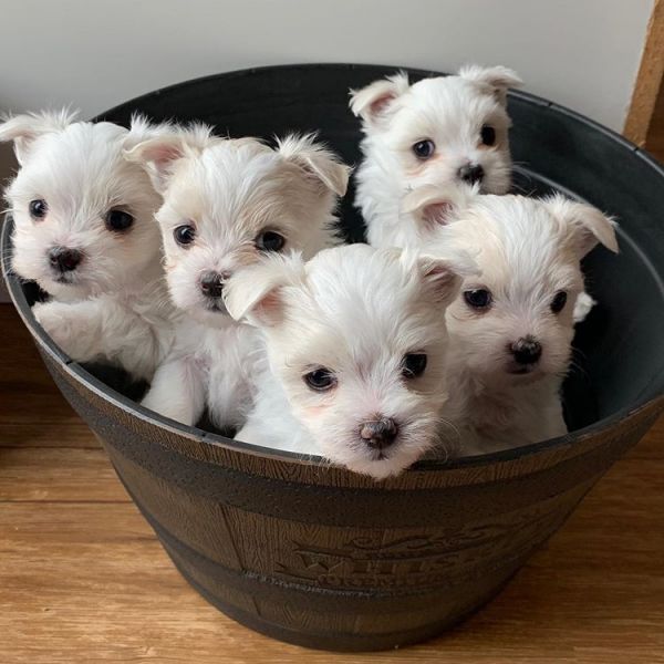 Beautiful Maltese puppies