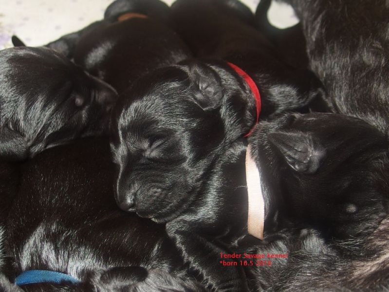 Kennel Tender Savage – FCI Puppies Black Giant Schnauzer