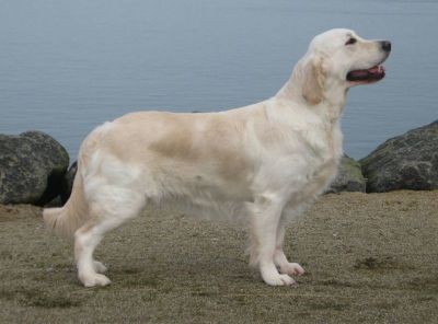 Puppies - Golden Retriever