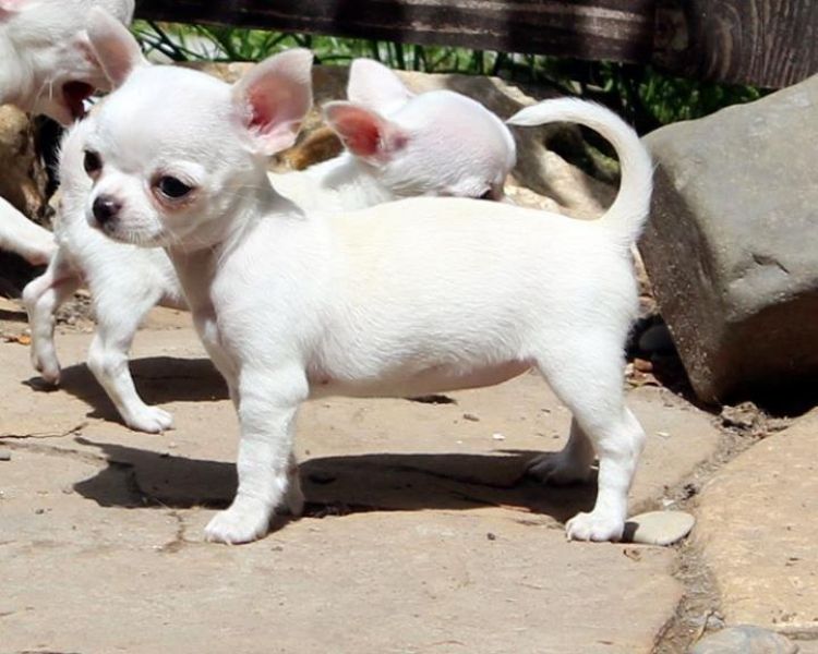  mini toy chihauhua puppies for adoption