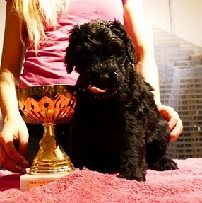 Black Russian Terrier - Puppies