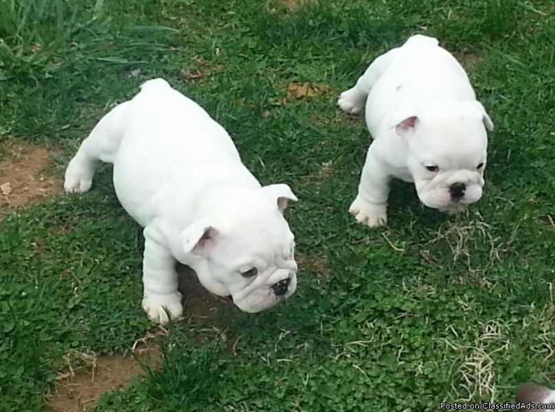  Champion Blood line AKC Registered... Male&,, Female- red brindle and white English bulldog. 9 Week