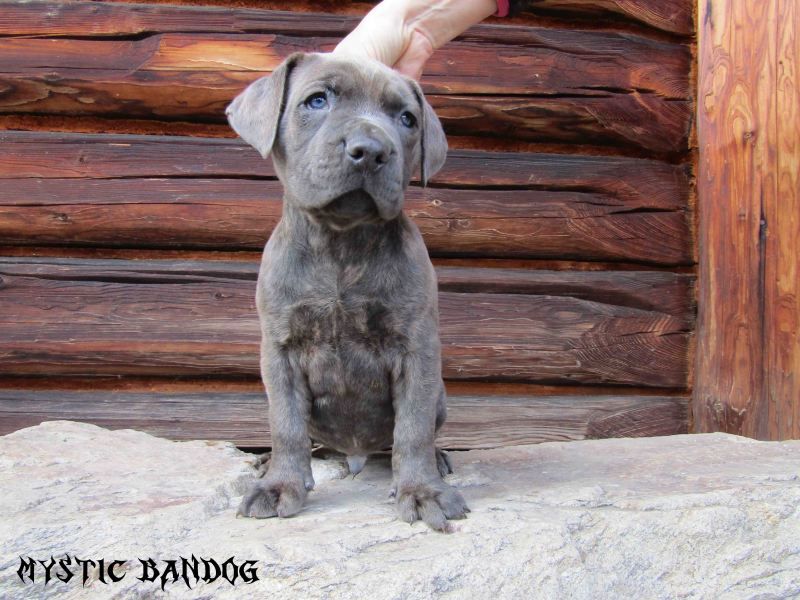 American Bandogge Mastiff