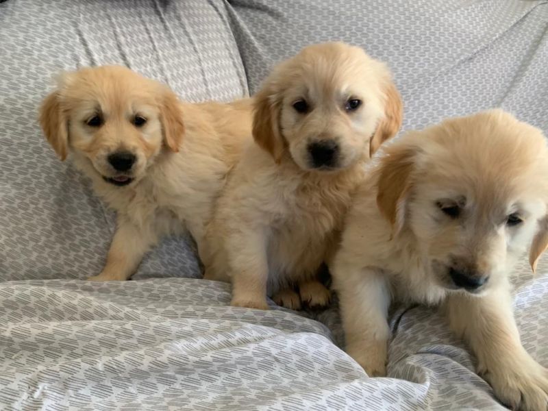 Super adorable male and a female Golden Retriever puppies