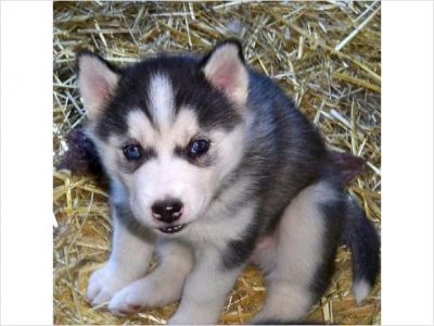 ~~Blue Eyes Siberian Husky Puppies Ready Now~~