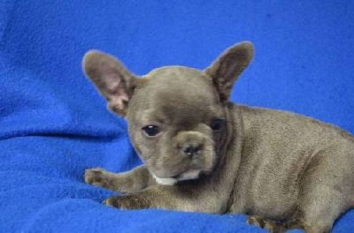 French Bulldog with pedigree - color blue, lavender, blue and white