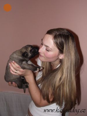 Purebred Kangal puppies (registered as Anatolian Shepherds)
