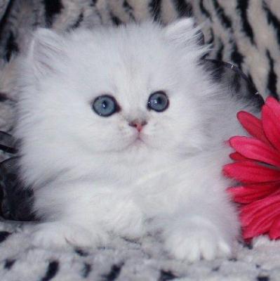 PERSIAN KITTEN FOR ADOPTION