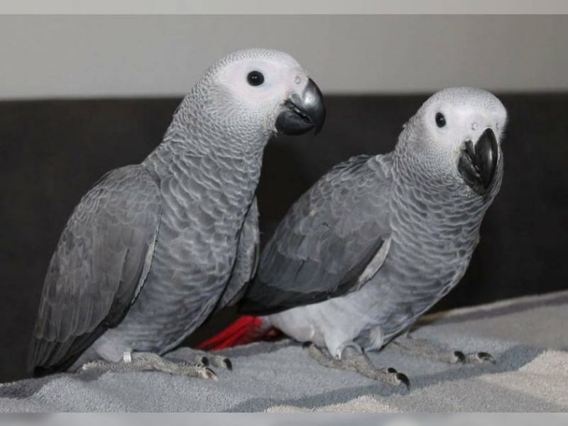 Male and Female African Gray Parrots