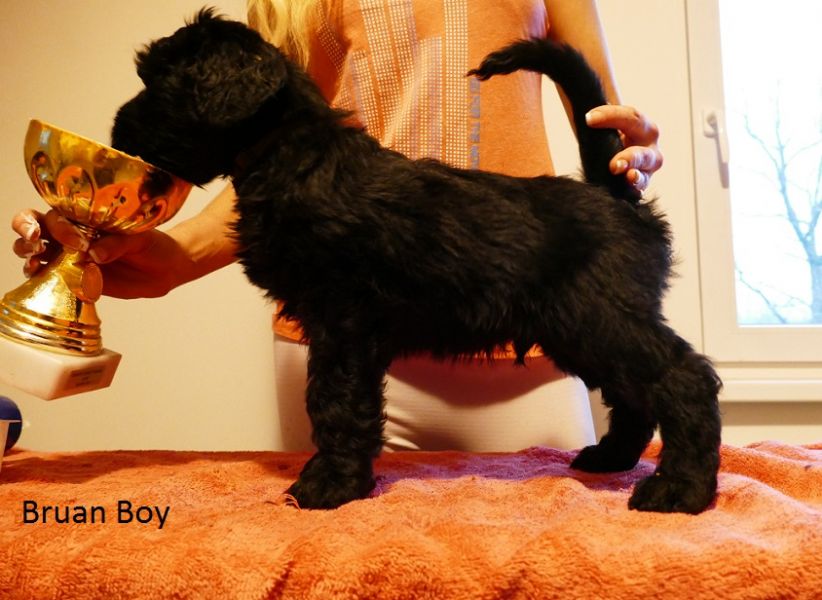 Black Russian Terrier - Puppies