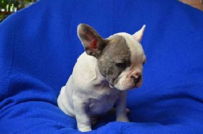 French Bulldog with pedigree - color blue, lavender, blue and white