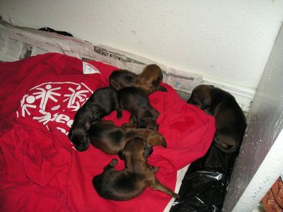 Dapple Mini Dachshund Pups