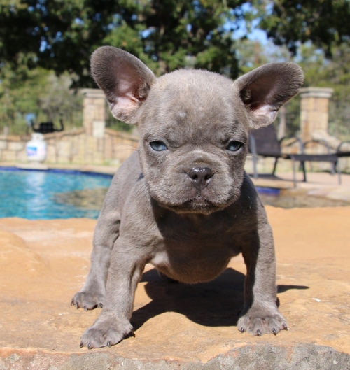French Bulldog Puppies.