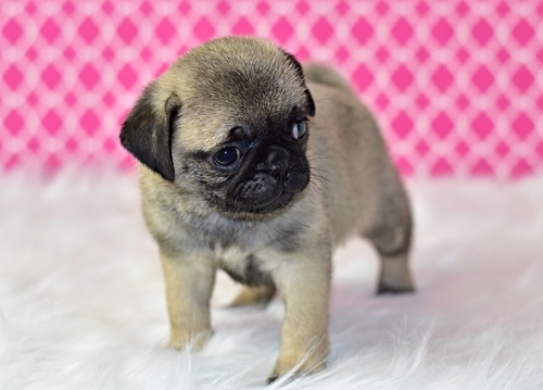  Pug Pups Childrens Heart Of Love..
