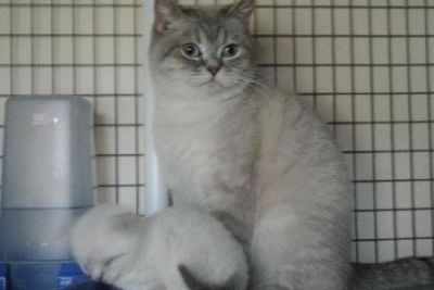 British Shorthair Dixylan Kittens for Adoption Now .