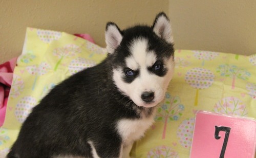 Cute siberian husky puppies available