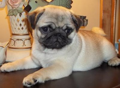 pug puppies ready for a good home