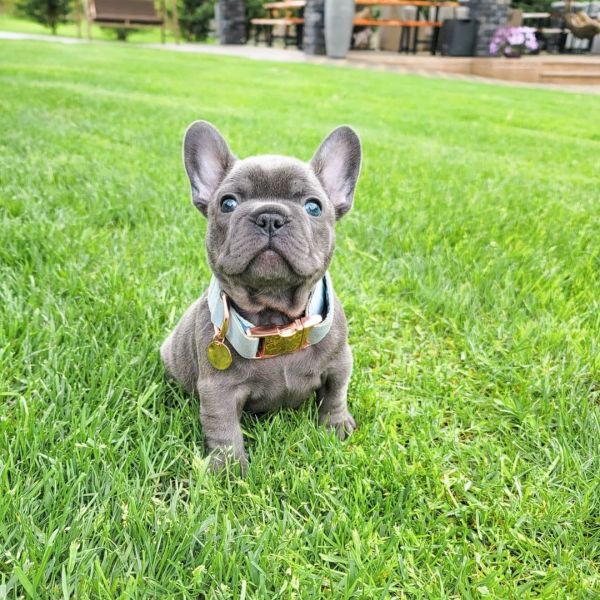 French bulldog puppies for adoption