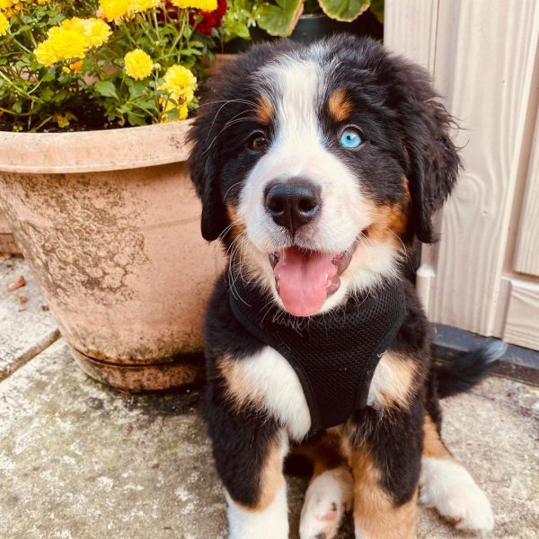 Cute Bernese Mountain Puppies available