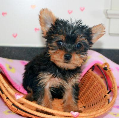 teacup yorkie puppies for free adoption....