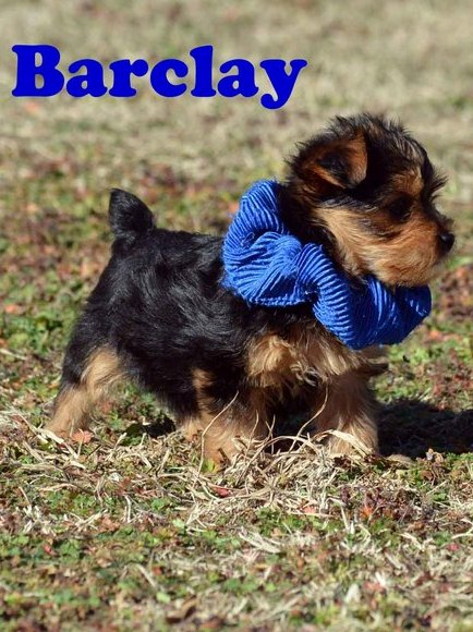 Teacup Yorkshire Terriers