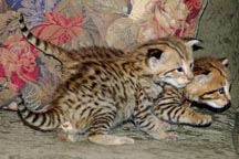 Verry cool 1 male and 1 female TICA F2 savannah kittens for adoption free