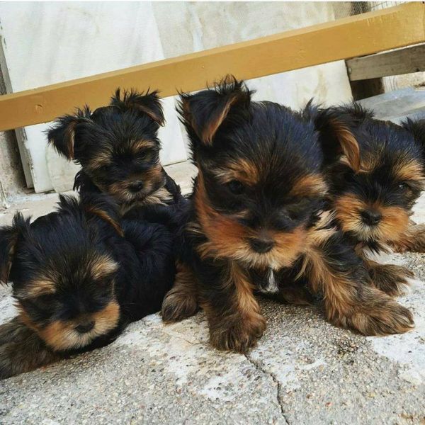 😋 Gorgeous Little yorkie puppies shots, dewormed & potty 