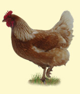 Best Place to Shop Chicken for Sale in UK – Golden Valley Poultry