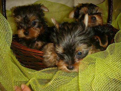Tiny teacup yorkie puppies for free adoption