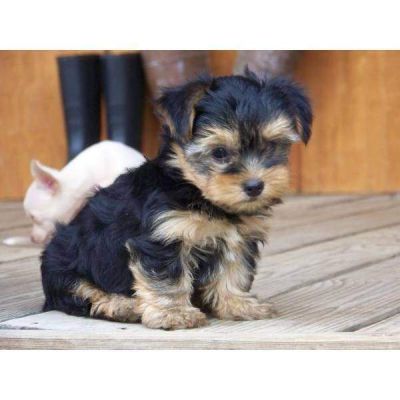 Well Socialized Teacup Yorkie Puppies...