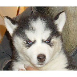 Siberian Husky puppies