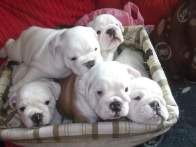 3 left white perfect bulldog puppies, Both, 1-3 months, white ... Swansea for sale.
